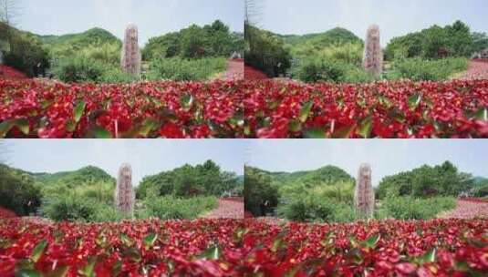 浙江湖州安吉余村鲜花中石碑航拍高清在线视频素材下载