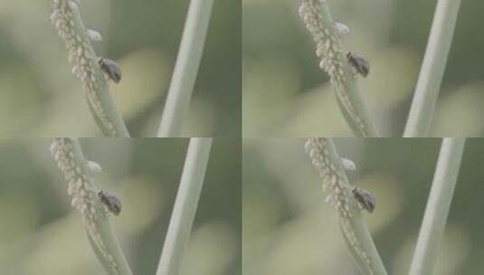 四星瓢虫吃蚜虫LOG高清在线视频素材下载