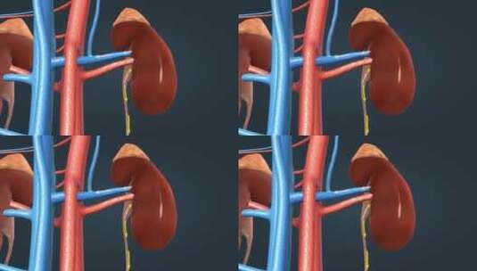 医学人体肾脏肾过滤高清在线视频素材下载