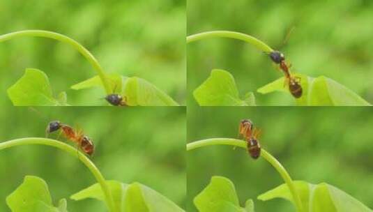 热带雨林的植物和动物高清在线视频素材下载