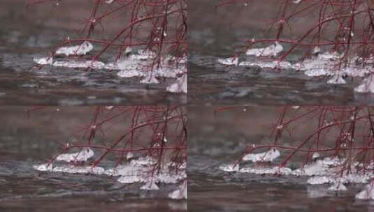 冬季河流枝条结冰慢镜头高清在线视频素材下载