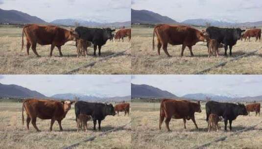 草场上的牛群高清在线视频素材下载
