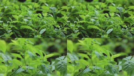 4K 雨天 下雨 雨滴落在叶子上 植物 绿植高清在线视频素材下载