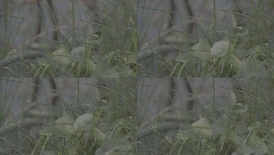 夏季唯美植物花草慢镜头高清在线视频素材下载