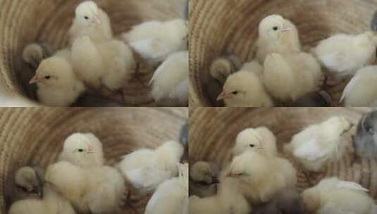 刚孵化的小鸡高清在线视频素材下载
