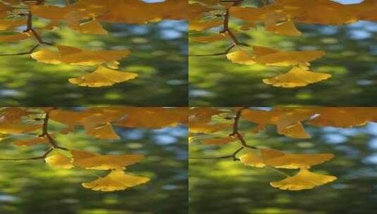 秋天的银杏叶光影高清在线视频素材下载
