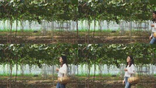 年轻女子挎着竹篮在大棚水果园采摘猕猴桃高清在线视频素材下载