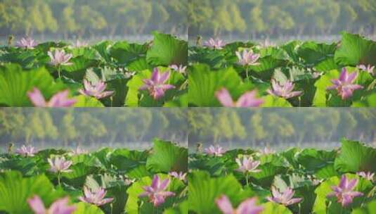 夏天杭州西湖里碧绿的荷叶和粉红的莲花高清在线视频素材下载