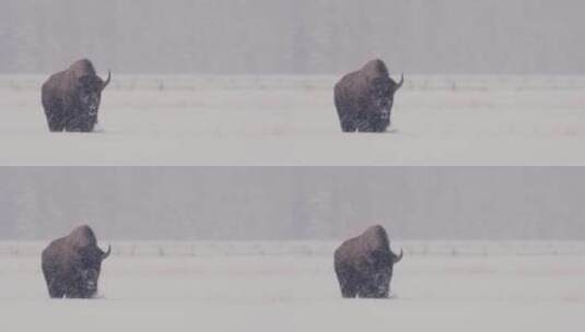 雪中的野牛高清在线视频素材下载