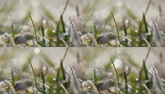 嫩草叶上的水珠高清在线视频素材下载