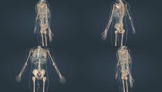 医学人体三维骨骼动画运动系统人骨骨架高清在线视频素材下载