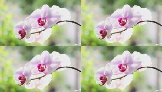 粉色的蝴蝶兰高清在线视频素材下载