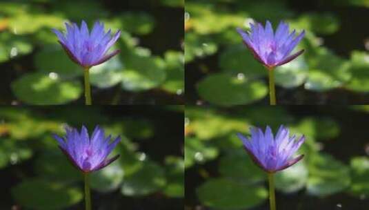 紫色花瓣上的水珠高清在线视频素材下载