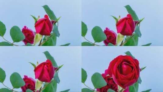 绽放盛开的红玫瑰高清在线视频素材下载