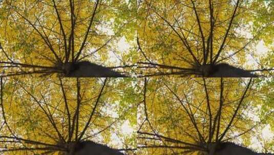 4K升格实拍北京的秋天金黄的银杏树林高清在线视频素材下载