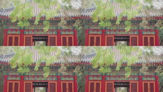 8k实拍北京故宫紫禁城庭院高清在线视频素材下载