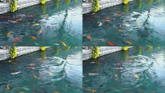 济南五龙潭公园游客喂食在水中游动的锦鲤高清在线视频素材下载