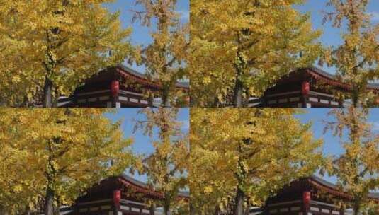 微风中的金黄银杏树和古建高清在线视频素材下载