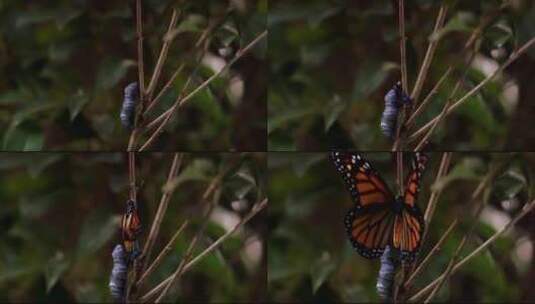 蜕变的蝴蝶高清在线视频素材下载
