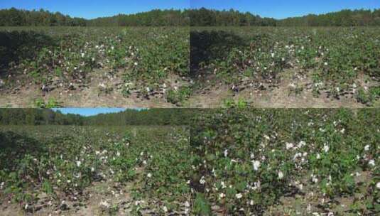 佐治亚棉花种植地特写高清在线视频素材下载