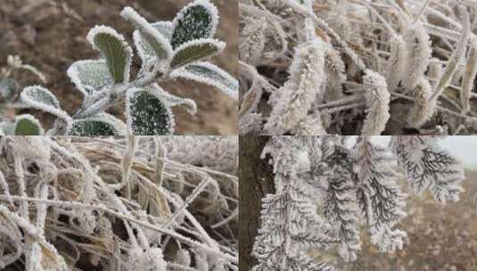 雾凇下的美景植物视频合集高清在线视频素材下载