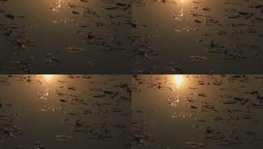 夕阳下的湖面  冰水相融  残荷落日高清在线视频素材下载