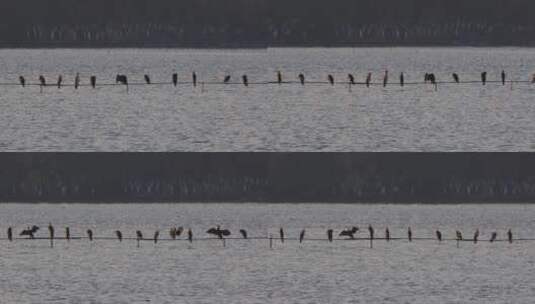 浙江杭州湘湖候鸟鸬鹚风光高清在线视频素材下载