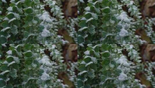 绿色植物下雪空镜高清在线视频素材下载
