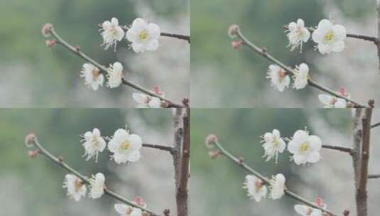 4k冬季小寒时节的白梅花绽放体现坚毅廉洁高清在线视频素材下载