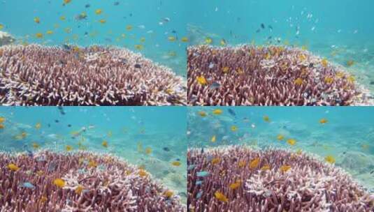 珊瑚礁与水下的鱼高清在线视频素材下载