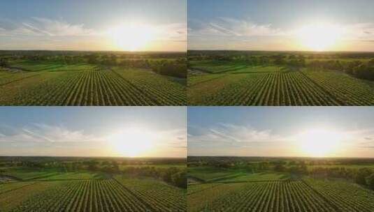航拍夕阳下的葡萄庄园高清在线视频素材下载