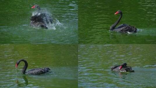 公园池塘黑天鹅拍打翅膀戏水洗澡高清在线视频素材下载