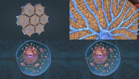医学人体细胞线粒体细胞核内质网细胞膜质高清在线视频素材下载