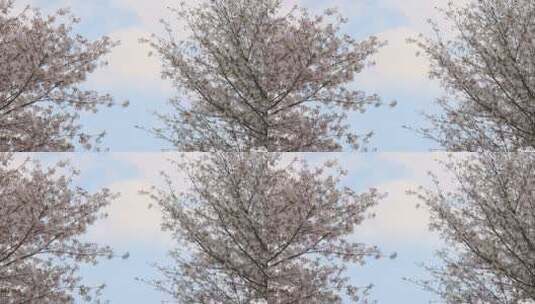 樱花空镜-天空背景-03高清在线视频素材下载
