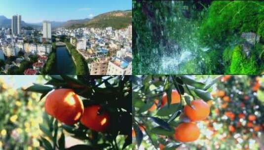 华坪橘子 柑橘高清在线视频素材下载