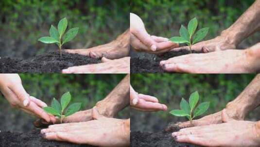 植树慢镜头呵护成长培育种植孕育生命高清在线视频素材下载
