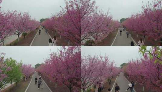 湖南省常宁市百万樱花园4k航拍风光高清在线视频素材下载