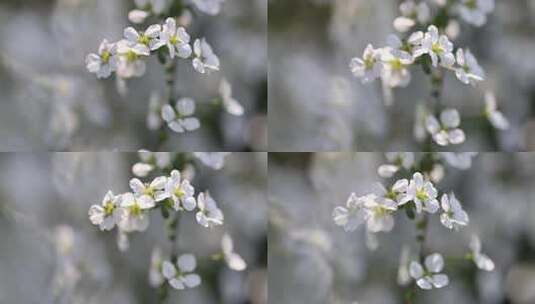 春天白色小花珍珠绣线菊花特写高清在线视频素材下载