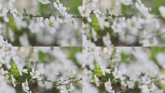 春天雪柳花白色小花满枝盛开高清在线视频素材下载