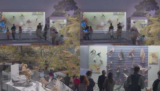 动物馆自然博物馆展馆游览高清在线视频素材下载
