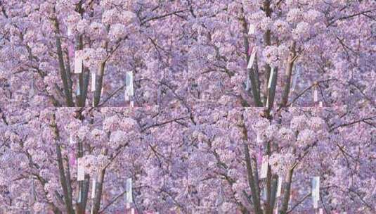 春天盛开的樱花树祈福高清在线视频素材下载