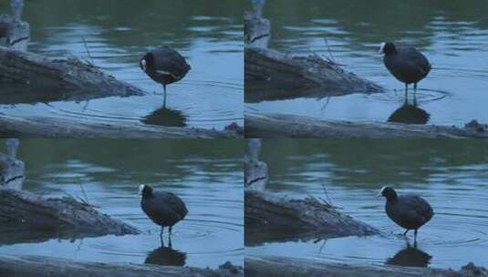 水中的水鸟高清在线视频素材下载