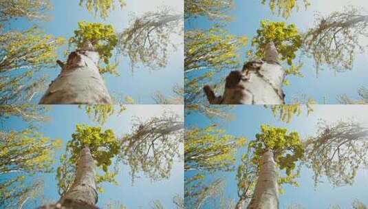 阳光下的树木春天生长高清在线视频素材下载