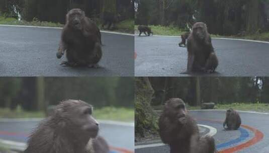 h四川彭州猴子被人喂食01高清在线视频素材下载