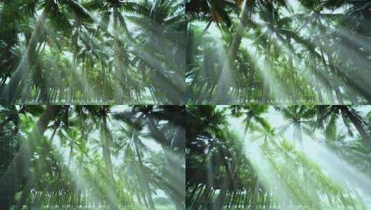 阳光树林 椰林 椰树 椰子树 丁达尔效应高清在线视频素材下载