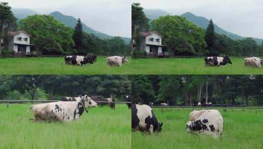 在吃草的奶牛奶牛养殖现代农业绿色生态高清在线视频素材下载