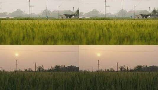 农村田野小麦粮食庄稼实拍高清在线视频素材下载