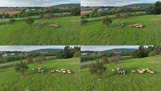 绿色草地上的一群羊。美国农场的鸟瞰图。高清在线视频素材下载
