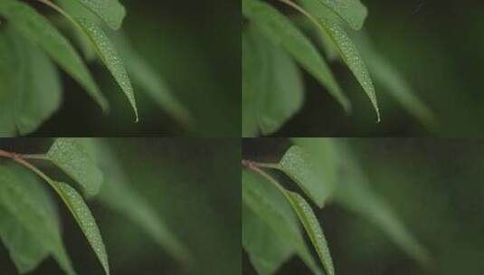 雨滴落下高清在线视频素材下载