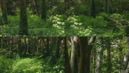 树林树木野外森林树叶透光高清在线视频素材下载